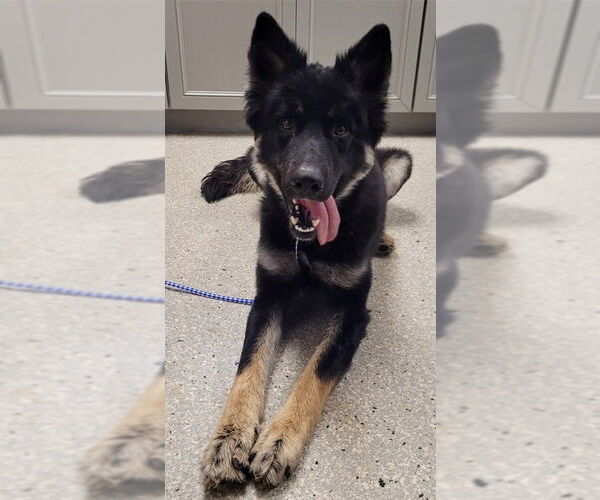 Medium Photo #1 German Shepherd Dog Puppy For Sale in Modesto, CA, USA