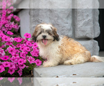 Puppy Rubble Shih Tzu