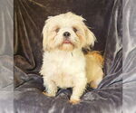 Small #1 Lhasa Apso