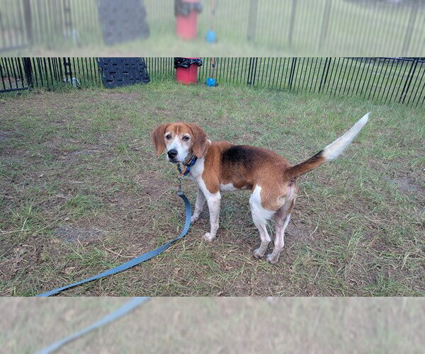Medium Photo #1 Beagle-Unknown Mix Puppy For Sale in Ocala, FL, USA