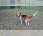 Small Beagle Mix