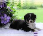 Small Photo #9 Australian Shepherd Puppy For Sale in DANVILLE, PA, USA