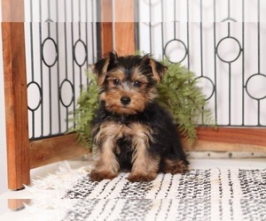 Yorkshire Terrier Puppy for sale in NAPLES, FL, USA