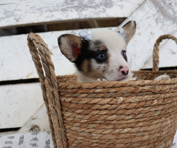 Medium Photo #6 Pembroke Welsh Corgi Puppy For Sale in HONEY BROOK, PA, USA