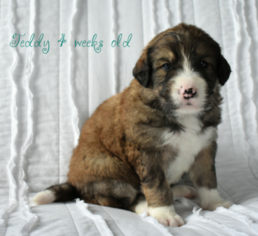 Bernedoodle Puppy for sale in MILLERSBURG, OH, USA