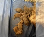 Small #2 Shorkie Tzu