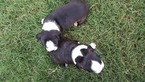 Small Photo #6 Boston Terrier Puppy For Sale in BRKN ARW, OK, USA