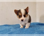 Small #5 Pembroke Welsh Corgi