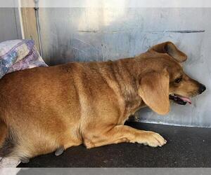 Dachshund-Unknown Mix Dogs for adoption in San Antonio, TX, USA
