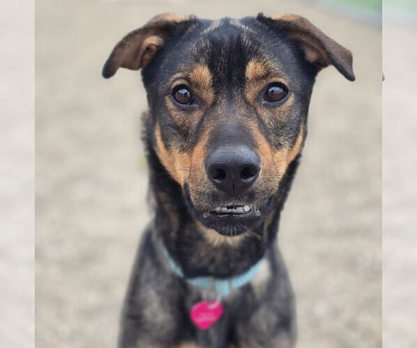 Medium Photo #10 Mutt Puppy For Sale in Fargo, ND, USA
