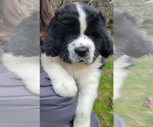 Mutt-Newfoundland Mix Puppy for sale in GIG HARBOR, WA, USA