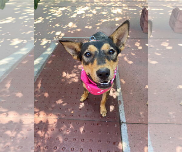 Medium Photo #2 Mutt Puppy For Sale in La Verne, CA, USA