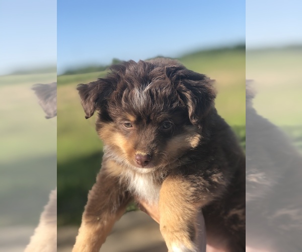 Medium Photo #8 Australian Shepherd Puppy For Sale in GLUCKSTADT, MS, USA