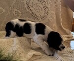 Small #2 English Springer Spaniel