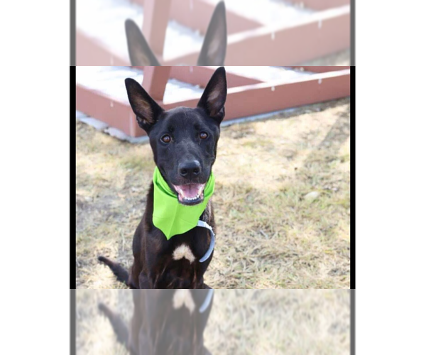 Medium Photo #1 Mutt Puppy For Sale in Imlay City, MI, USA