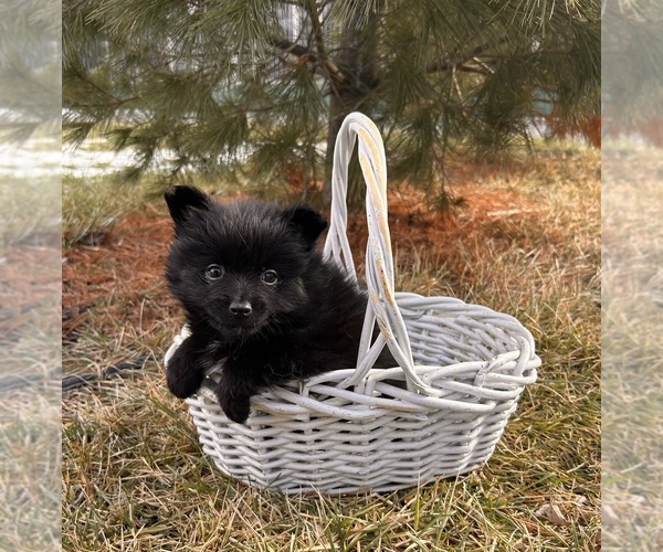 Medium Photo #4 Pomeranian Puppy For Sale in MIDDLEBURY, IN, USA