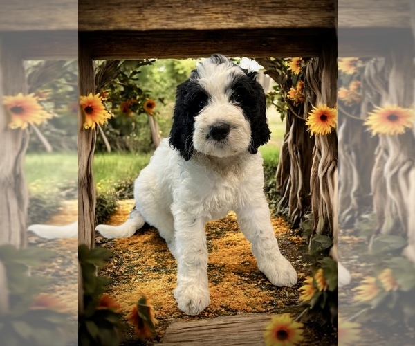 Medium Photo #1 Bernedoodle-Poodle (Standard) Mix Puppy For Sale in MENIFEE, CA, USA