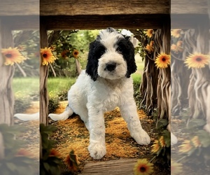 Bernedoodle-Poodle (Standard) Mix Puppy for sale in MENIFEE, CA, USA