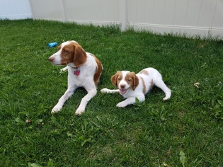 Brittany Puppy for sale in RIGBY, ID, USA