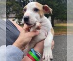 Small Photo #4 American Pit Bull Terrier-Unknown Mix Puppy For Sale in Alexander, AR, USA