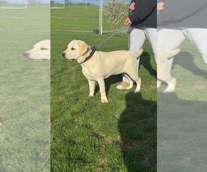 Labrador Retriever Puppy for sale in GAP, PA, USA