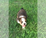 Small Photo #5 Bulldog Puppy For Sale in NEOSHO, MO, USA