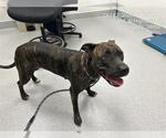 XENA - Female Rottweiler-American Pit Bull Terrier Dog for Adoption - Small photo