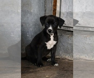 Pointer-Unknown Mix Dogs for adoption in Pompano Beach , FL, USA