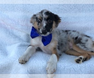 Miniature Australian Shepherd Puppy for sale in NOTTINGHAM, PA, USA