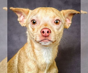 Chihuahua Dogs for adoption in Albuquerque, NM, USA