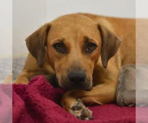 American Staffordshire Terrier-Unknown Mix Dogs for adoption in San Antonio, TX, USA