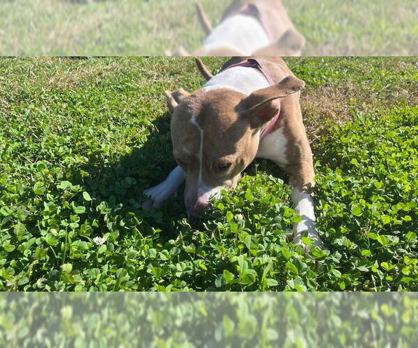 Medium Photo #7 American Pit Bull Terrier Puppy For Sale in Chestertown, MD, USA