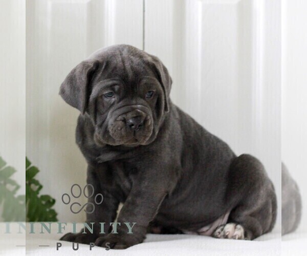 Medium Photo #2 Cane Corso Puppy For Sale in LANCASTER, PA, USA