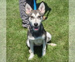 Small #2 Siberian Husky