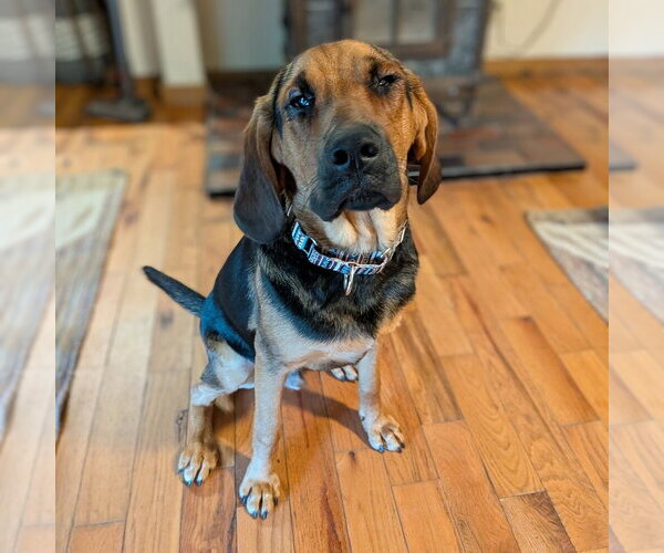 Medium Photo #4 Mutt Puppy For Sale in Vail, AZ, USA