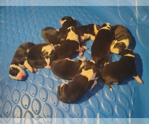 Border Collie Litter for sale in NORBORNE, MO, USA