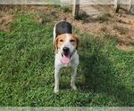 Small #15 Mutt