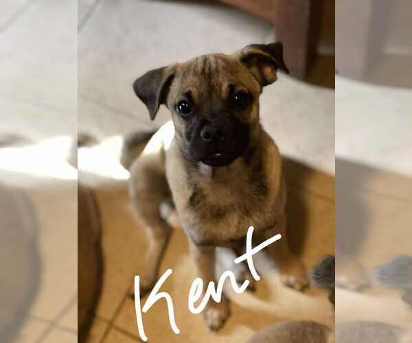 Medium Photo #4 Pug-Unknown Mix Puppy For Sale in Morganville, NJ, USA