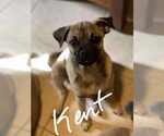 Small #3 Pug Mix
