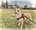 Small Photo #2 Chiweenie Puppy For Sale in Arlington, VA, USA