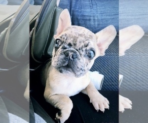 French Bulldog Puppy for sale in HAYWARD, CA, USA