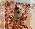Small Photo #9 Australian Shepherd Puppy For Sale in Valrico, FL, USA