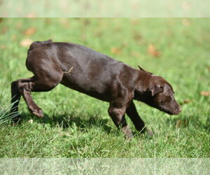 Fossa - Female Chocolate Labrador retriever-Pointer Mix Dog for Adoption - Photo #10