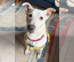Small #1 Mutt
