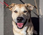 Small #4 Anatolian Shepherd Mix