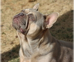Small Photo #1 French Bulldog Puppy For Sale in WINNSBORO, TX, USA