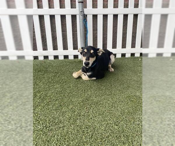 Medium Photo #1 Doberman Pinscher-Unknown Mix Puppy For Sale in Modesto, CA, USA