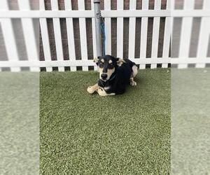 Doberman Pinscher-Unknown Mix Dogs for adoption in Modesto, CA, USA