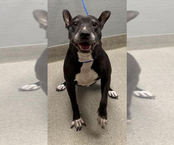 Medium Photo #1 American Pit Bull Terrier-Unknown Mix Puppy For Sale in Las Vegas, NV, USA