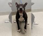 Small American Pit Bull Terrier Mix